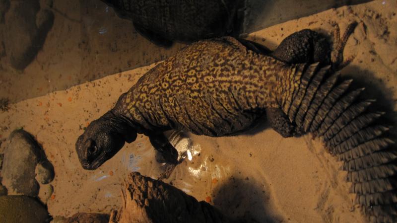 Uromastyx acanthinurus