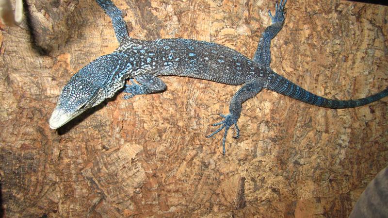 Varanus macraei