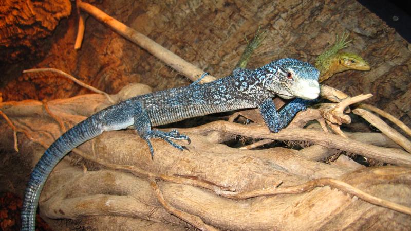 Varanus macraei