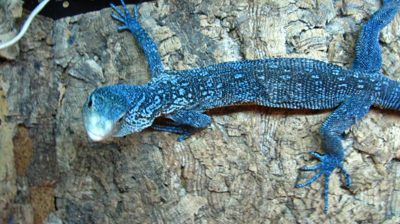 Varanus macraei