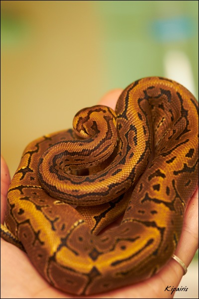 Python regius