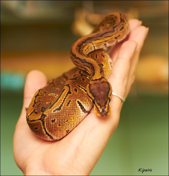 Python regius