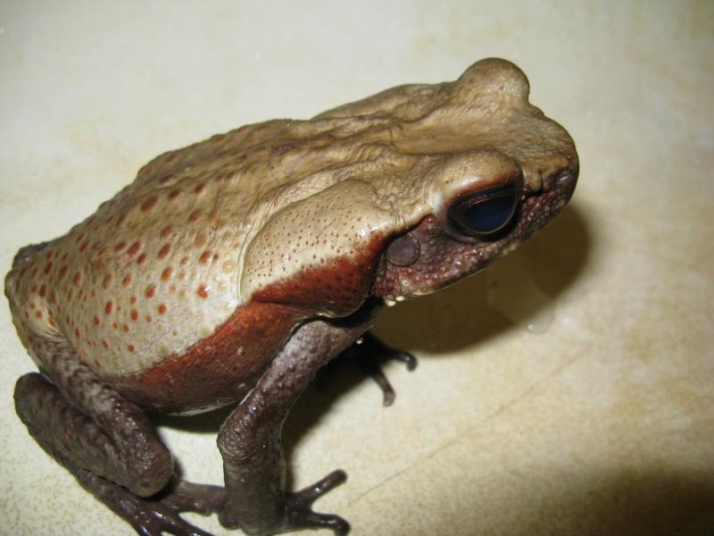 Bufo guttata