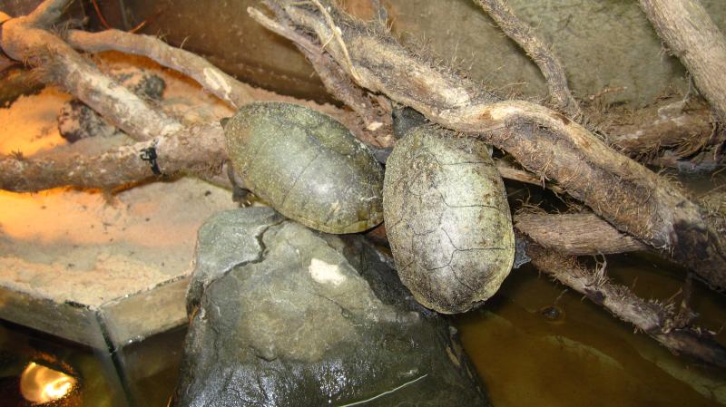 Sternotherus odoratus