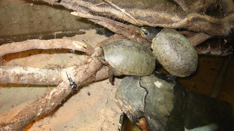 Sternotherus odoratus