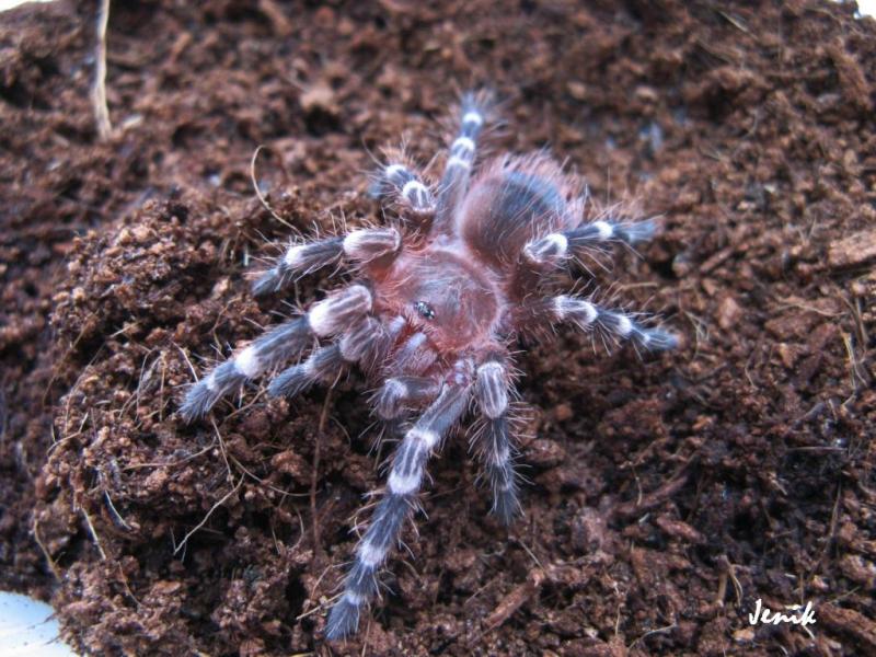 Акантоскуррия геникулята (Acanthoscurria geniculata) L8