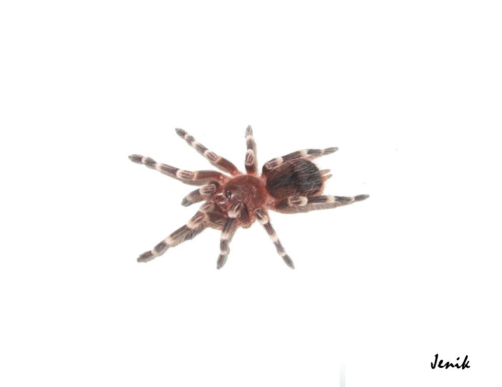 Акантоскуррия геникулята (Acanthoscurria geniculata) L8