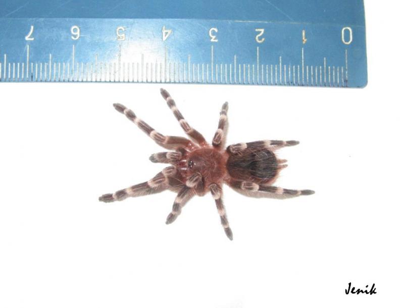 Акантоскуррия геникулята (Acanthoscurria geniculata) L8