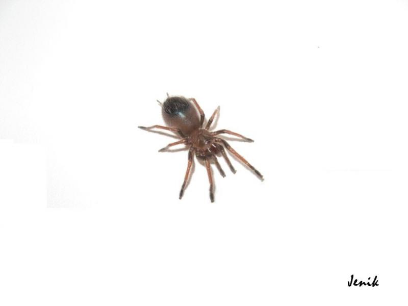 Brachypelma klaasi - L 4