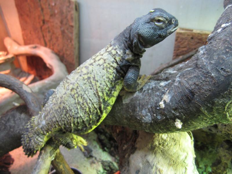 Uromastyx acanthinurus