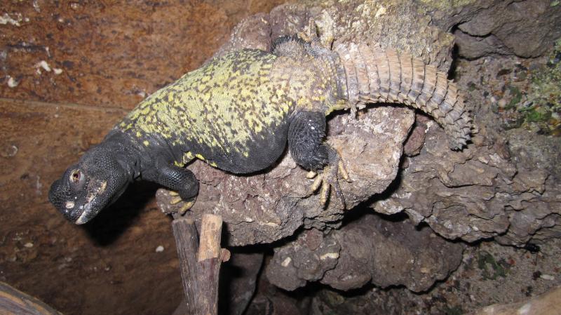 Uromastyx acanthinurus