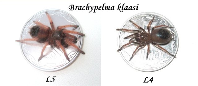 B.klaasi