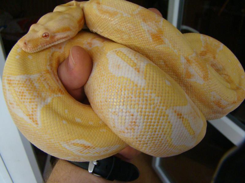 B.c. albino