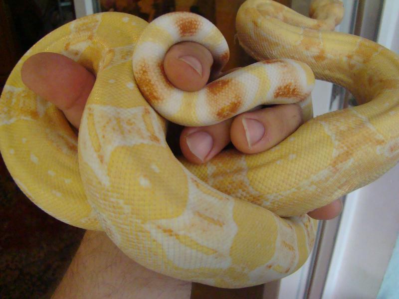 B.c. albino