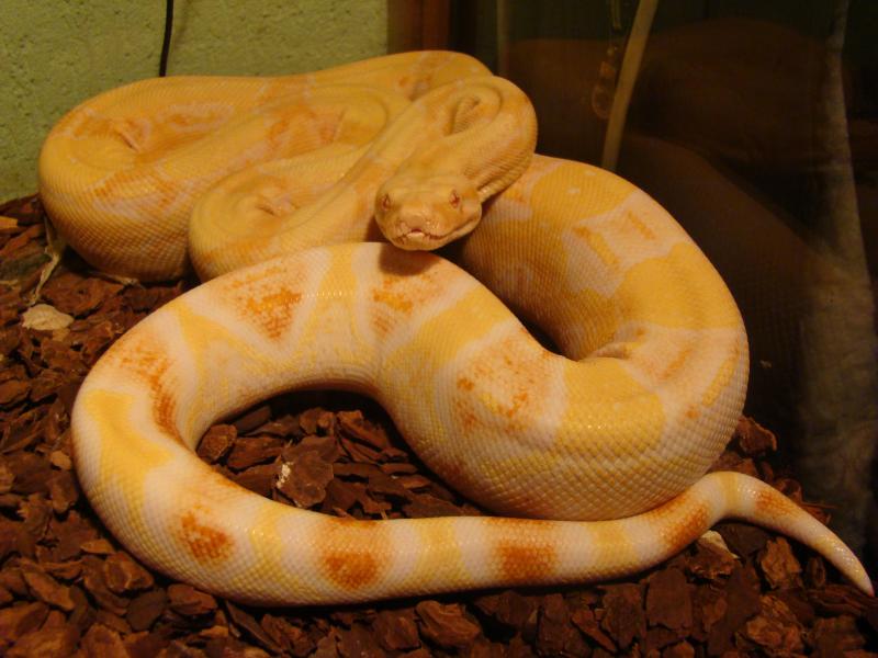 B.c. albino