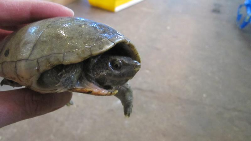 Sternotherus odoratus самка