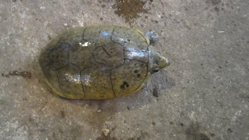 Sternotherus odoratus самец