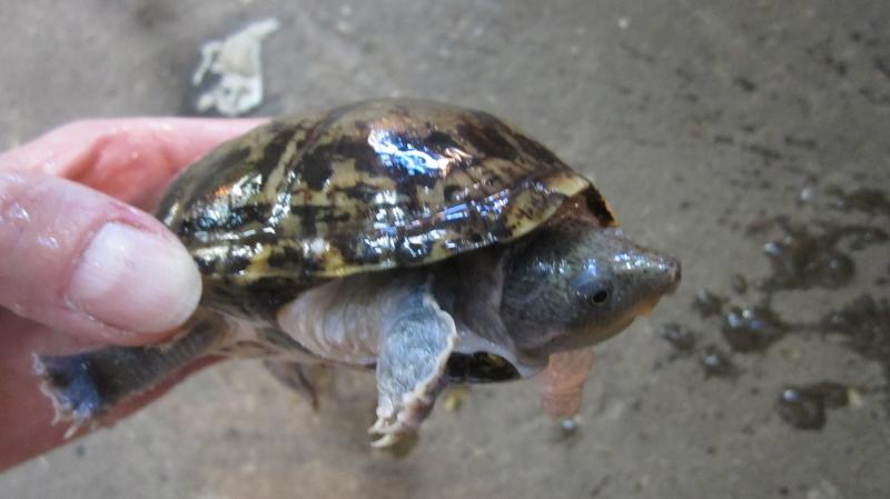 Sternotherus carinatus самка