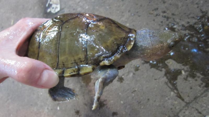 Sternotherus carinatus самец