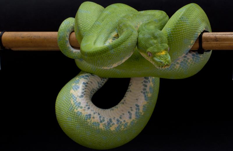 Morelia Viridis.