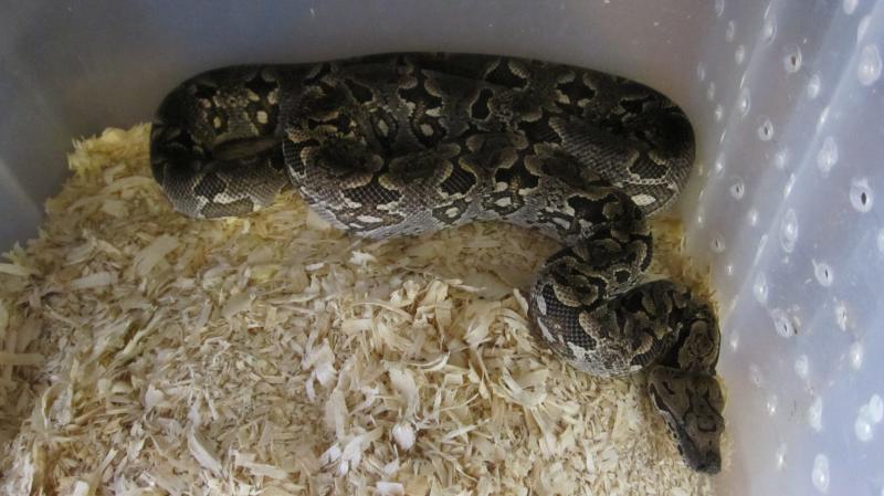 Удав Дюмериля Acrantophis dumerili самец около 2-х лет, около 80см. - 12000р.