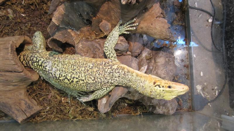 Varanus melinus