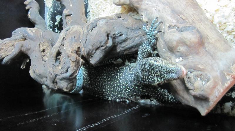 Varanus doreanus