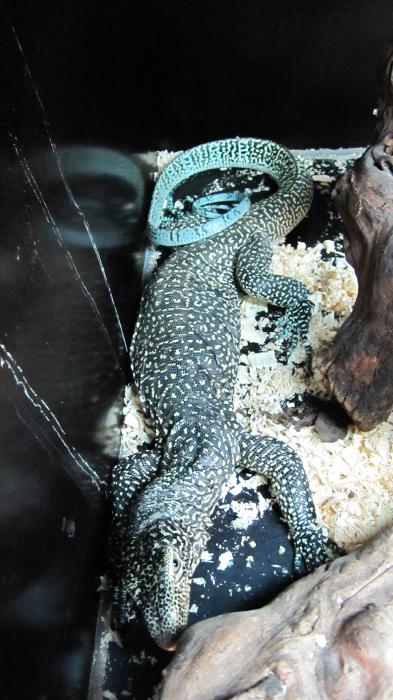 Varanus doreanus