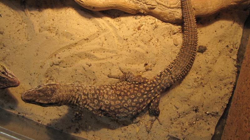 Varanus acanthurus