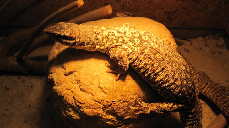 Varanus acanthurus