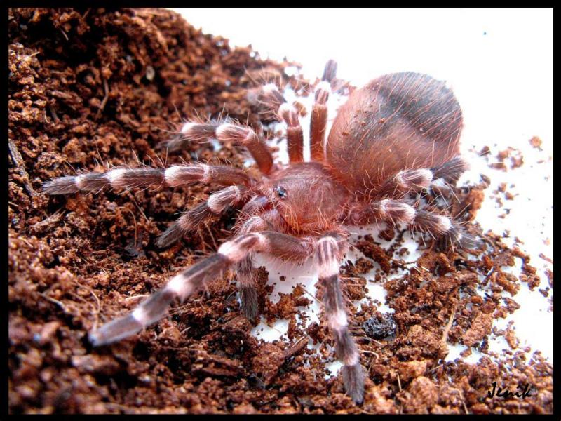 Acanthoscurria geniculata фото