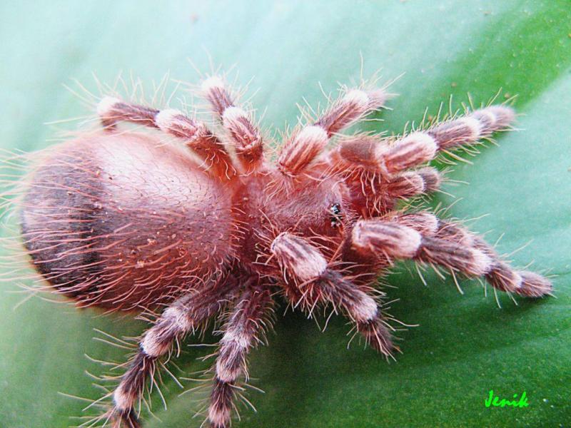 Acanthoscurria geniculata, Jenik