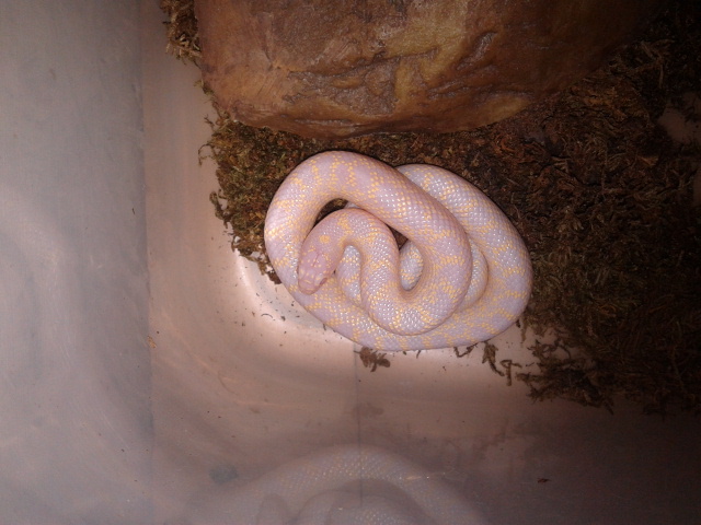 Lampropeltis getula holbrooki альбинос