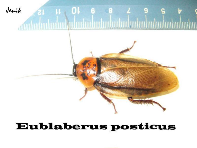 Eublaberus posticus