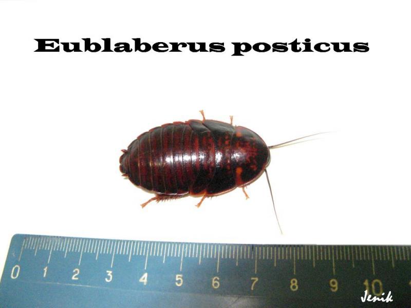 Eublaberus posticus