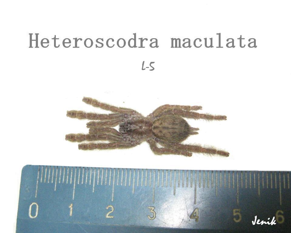 Heteroscodra maculata 5