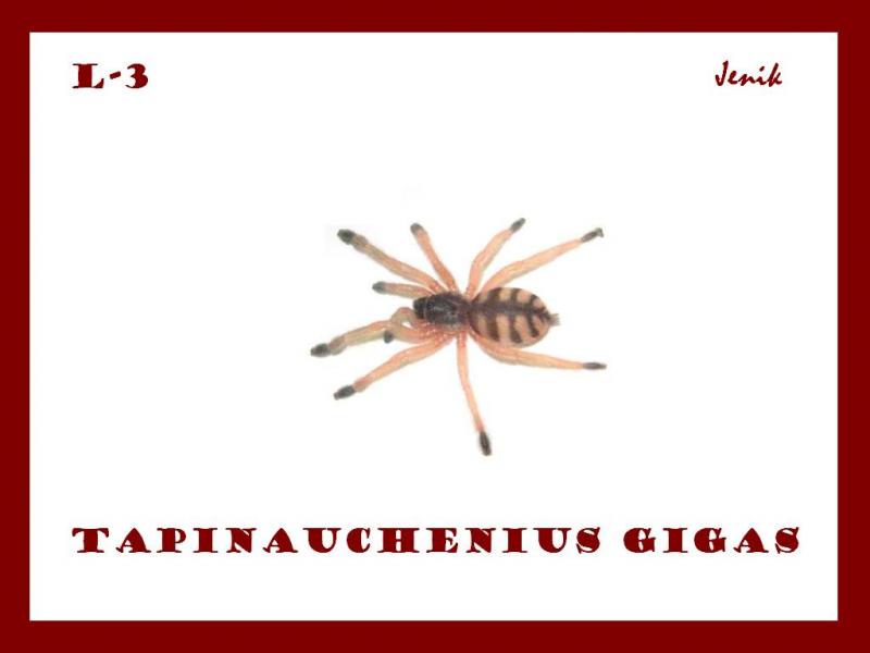 Tapinauchenius gigas 3