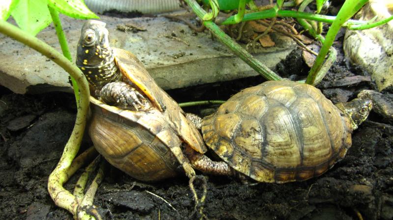 Terrapene Carolina Triunguis