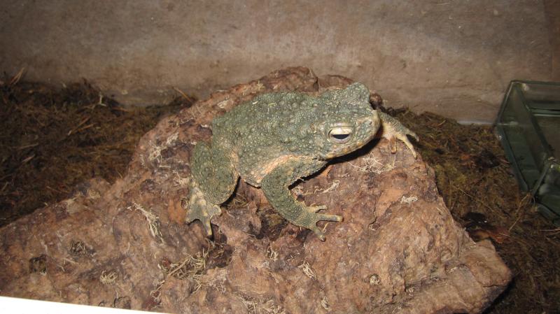 Bufo asper