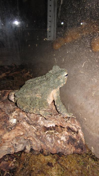 Bufo asper