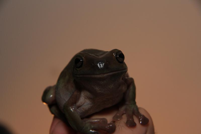 Litoria Caerulea