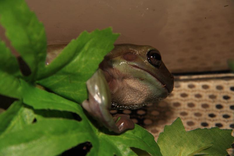 Litoria Caerulea