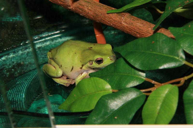 Litoria Caerulea