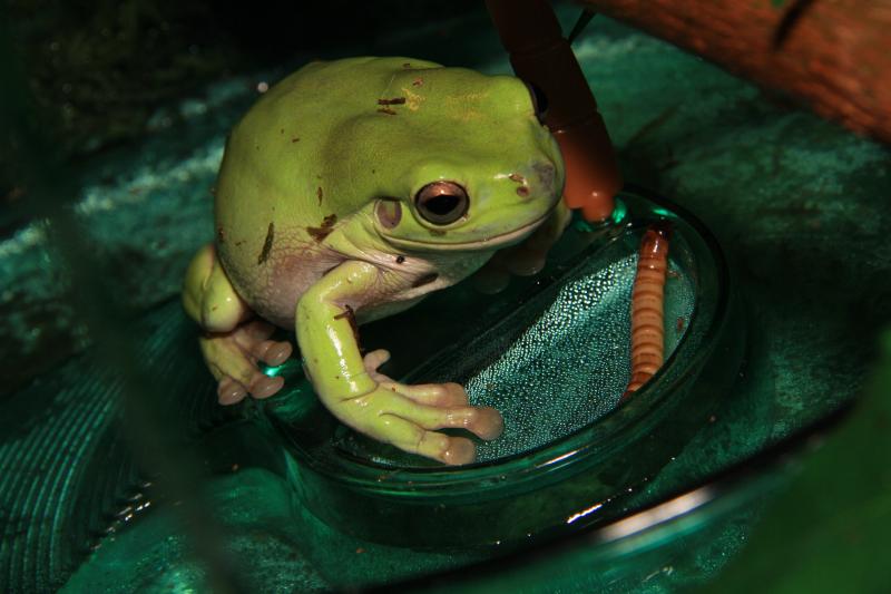 Litoria Caerulea