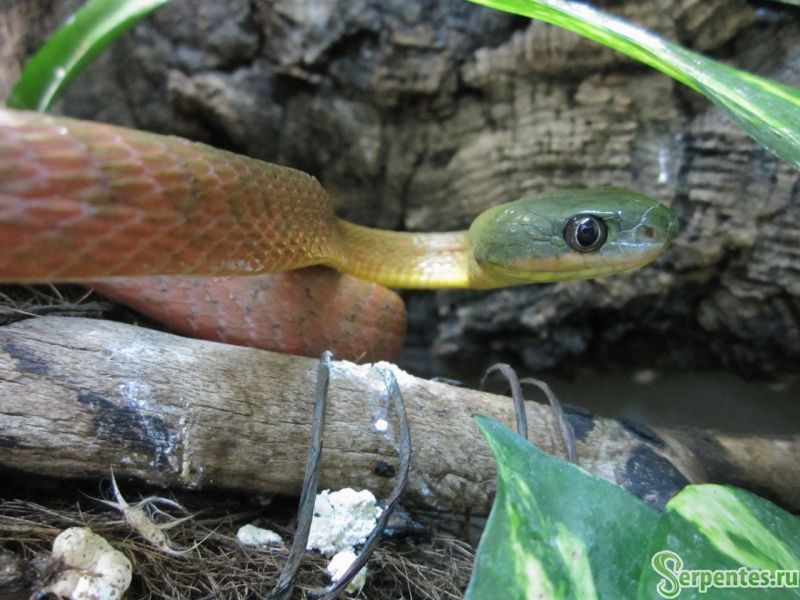 Boiga nigriceps