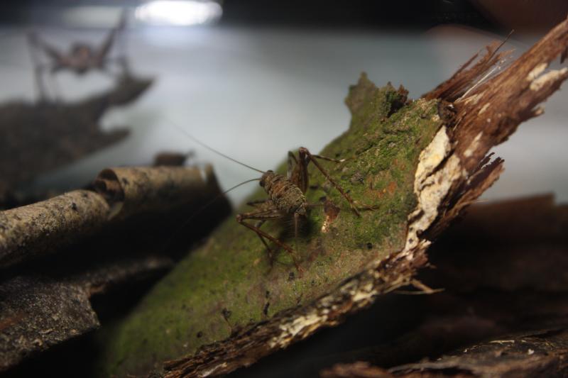 Amphiacusta spes.Cuba