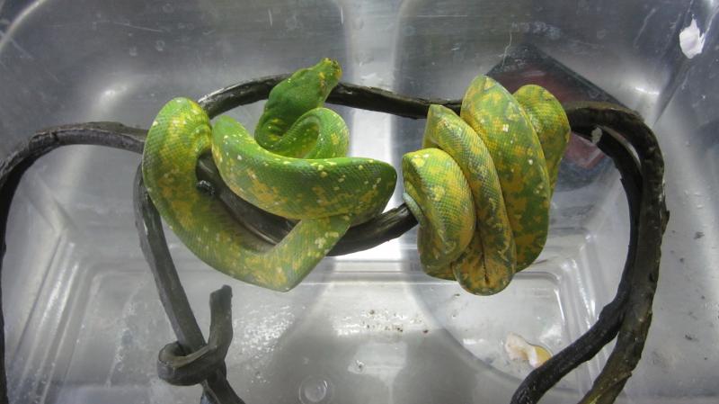 Morelia viridis