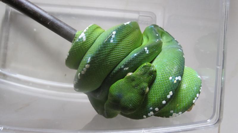 Morelia viridis