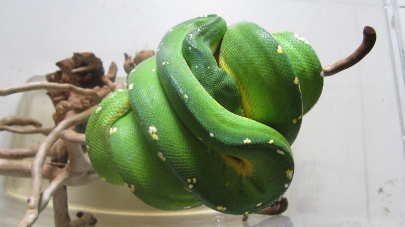 Morelia viridis