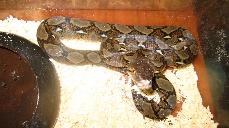 Python reticulatus